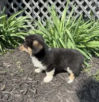 Sophie, a female Pembroke Welsh Corgi for sale in New Market, VA – Photo 3 of 10