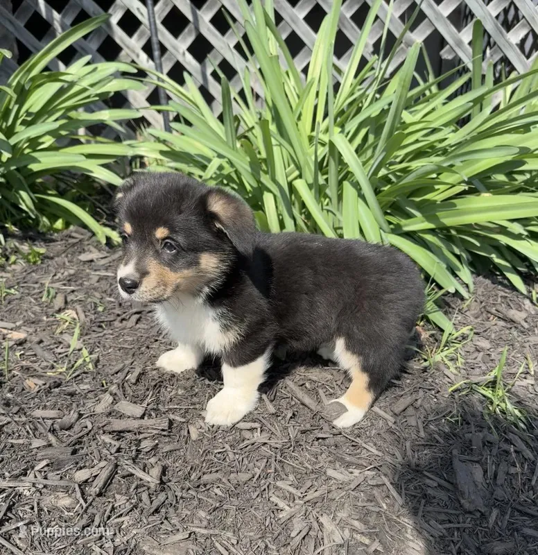 Sophie – Pembroke Welsh Corgi puppy for sale in New Market, VA