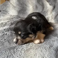 Sophie, a female Pembroke Welsh Corgi for sale in New Market, VA – Photo 10 of 10