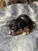 Sophie, a female Pembroke Welsh Corgi for sale in New Market, VA – Photo 7 of 7