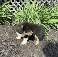 Sophie, a female Pembroke Welsh Corgi for sale in New Market, VA – Photo 2 of 10