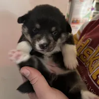 Sophie, a female Pembroke Welsh Corgi for sale in New Market, VA – Photo 4 of 10