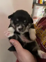 Sophie, a female Pembroke Welsh Corgi for sale in New Market, VA – Photo 2 of 7