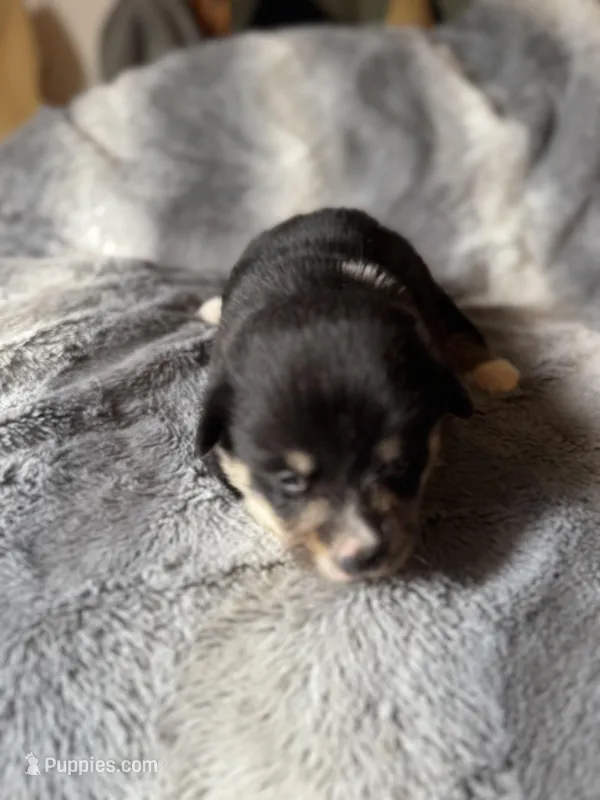 Sophie, a female Pembroke Welsh Corgi for sale in New Market, VA – Photo 1 of 7