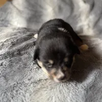 Sophie, a female Pembroke Welsh Corgi for sale in New Market, VA – Photo 7 of 10