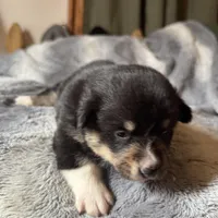 Sophie, a female Pembroke Welsh Corgi for sale in New Market, VA – Photo 9 of 10