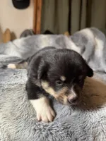 Sophie, a female Pembroke Welsh Corgi for sale in New Market, VA – Photo 5 of 7