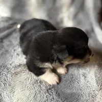 Sophie, a female Pembroke Welsh Corgi for sale in New Market, VA – Photo 5 of 10