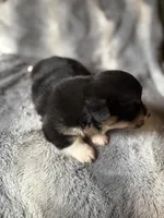 Sophie, a female Pembroke Welsh Corgi for sale in New Market, VA – Photo 3 of 7