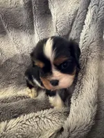 Jeager, a male Cavalier King Charles Spaniel for sale in New Market, VA – Photo 2 of 4