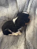 Jeager, a male Cavalier King Charles Spaniel for sale in New Market, VA – Photo 4 of 4