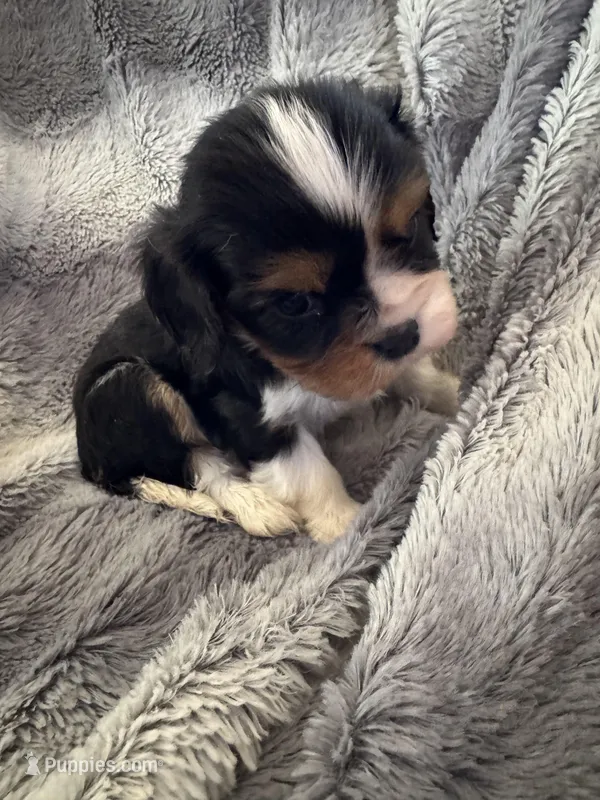 Jeager – Cavalier King Charles Spaniel puppy for sale in New Market, VA
