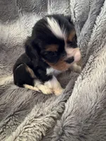 Jeager, a male Cavalier King Charles Spaniel for sale in New Market, VA – Photo 1 of 4