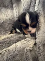 Jeager, a male Cavalier King Charles Spaniel for sale in New Market, VA – Photo 3 of 4