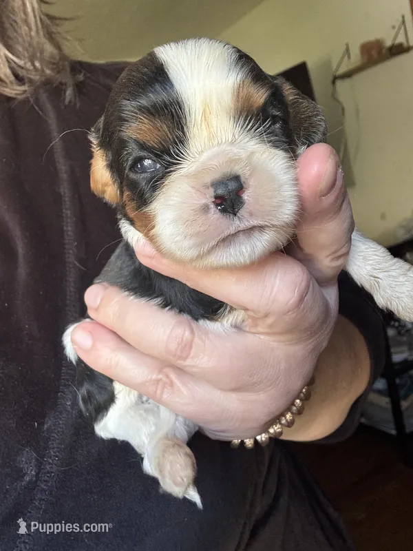 Panda – Cavalier King Charles Spaniel puppy for sale in New Market, VA