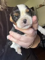 Panda, a male Cavalier King Charles Spaniel for sale in New Market, VA – 1 of 8