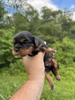 Felix, a male Cavalier King Charles Spaniel for sale in New Market, VA – 5 of 6