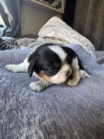 Panda, a male Cavalier King Charles Spaniel for sale in New Market, VA – 3 of 8