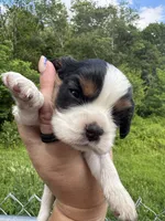 Rocky , a male Cavalier King Charles Spaniel for sale in New Market, VA – 2 of 4