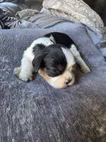 Panda, a male Cavalier King Charles Spaniel for sale in New Market, VA – 2 of 8