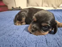 Felix, a male Cavalier King Charles Spaniel for sale in New Market, VA – 1 of 6