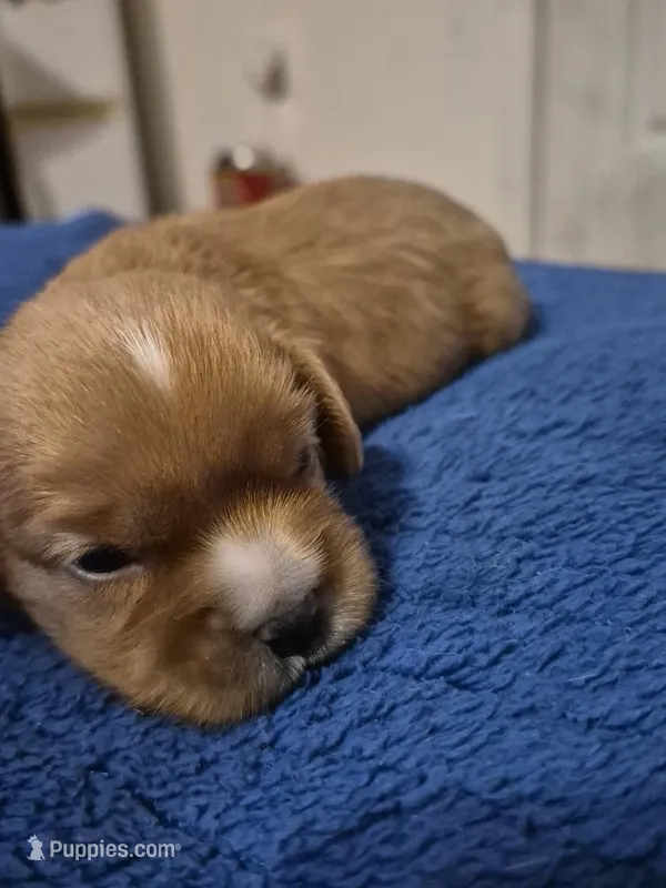 Peanut butter – Cavalier King Charles Spaniel puppy for sale in New Market, VA