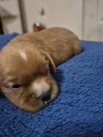 Peanut butter, a male Cavalier King Charles Spaniel for sale in New Market, VA – 1 of 4