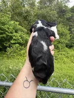 Rocky , a male Cavalier King Charles Spaniel for sale in New Market, VA – 4 of 4