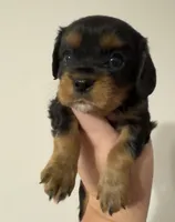 Bruce, a male Cavalier King Charles Spaniel for sale in New Market, VA – 8 of 9