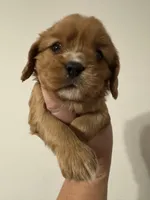 Peanut butter, a male Cavalier King Charles Spaniel for sale in New Market, VA – 2 of 10