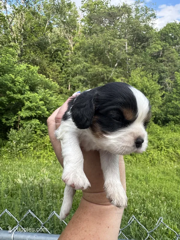 Rocky  – Cavalier King Charles Spaniel puppy for sale in New Market, VA