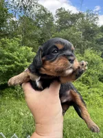 Felix, a male Cavalier King Charles Spaniel for sale in New Market, VA – 6 of 6