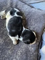 Snickers , a male Cavalier King Charles Spaniel for sale in New Market, VA – 5 of 6