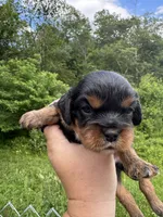 Felix, a male Cavalier King Charles Spaniel for sale in New Market, VA – 4 of 6