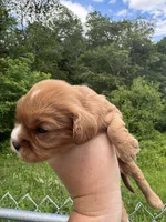 Peanut butter, a male Cavalier King Charles Spaniel for sale in New Market, VA – 6 of 10