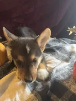 Jalen, a male Pembroke Welsh Corgi for sale in New Market, VA – Photo 8 of 9