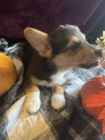 Jalen, a male Pembroke Welsh Corgi for sale in New Market, VA – Photo 3 of 9