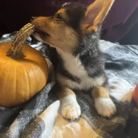 Jerry, a male Pembroke Welsh Corgi for sale in New Market, VA – Photo 2 of 9