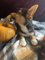 Jalen, a male Pembroke Welsh Corgi for sale in New Market, VA – Photo 2 of 9