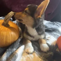 Jerry, a male Pembroke Welsh Corgi for sale in New Market, VA – Photo 6 of 9
