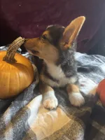 Jalen, a male Pembroke Welsh Corgi for sale in New Market, VA – Photo 6 of 9