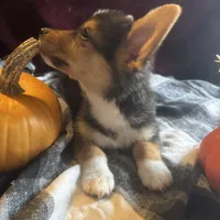 Jerry, a male Pembroke Welsh Corgi for sale in New Market, VA – Photo 7 of 9