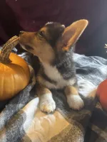 Jalen, a male Pembroke Welsh Corgi for sale in New Market, VA – Photo 7 of 9