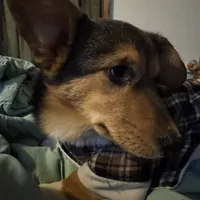 Jerry, a male Pembroke Welsh Corgi for sale in New Market, VA – Photo 9 of 9