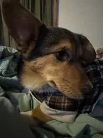 Jalen, a male Pembroke Welsh Corgi for sale in New Market, VA – Photo 9 of 9