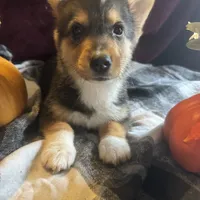 Jerry, a male Pembroke Welsh Corgi for sale in New Market, VA – Photo 4 of 9