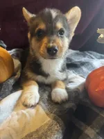 Jalen, a male Pembroke Welsh Corgi for sale in New Market, VA – Photo 4 of 9