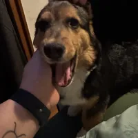 Jerry, a male Pembroke Welsh Corgi for sale in New Market, VA – Photo 5 of 9