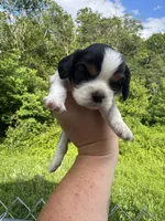 Rocky , a male Cavalier King Charles Spaniel for sale in New Market, VA – 3 of 4