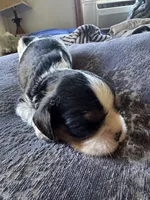 Snickers , a male Cavalier King Charles Spaniel for sale in New Market, VA – 6 of 6